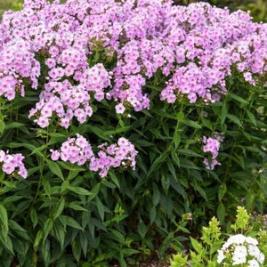 Luminary&reg; Opalescence Tall Garden Phlox - Nature Hills Nursery - #1 Container - 