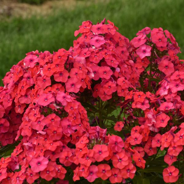 Luminary&reg; Sunset Coral Tall Garden Phlox - Nature Hills Nursery - #1 Container - 