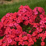 Luminary&reg; Sunset Coral Tall Garden Phlox - Nature Hills Nursery - #1 Container - 