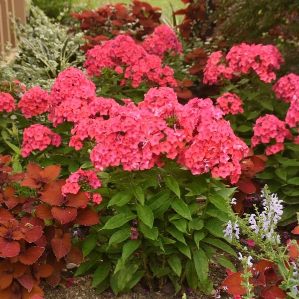 Luminary&reg; Sunset Coral Tall Garden Phlox - Nature Hills Nursery - #1 Container - 