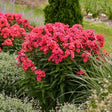 Luminary&reg; Sunset Coral Tall Garden Phlox - Nature Hills Nursery - #1 Container - 