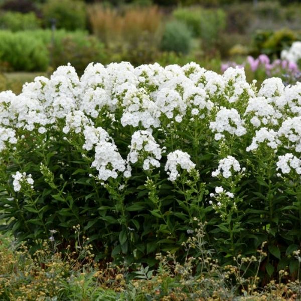 Luminary&trade; Backlight Tall Garden Phlox - Nature Hills Nursery - #1 Container - 