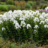 Luminary&trade; Backlight Tall Garden Phlox - Nature Hills Nursery - #1 Container - 