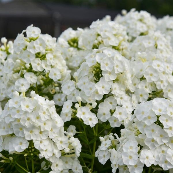 Luminary&trade; Backlight Tall Garden Phlox - Nature Hills Nursery - #1 Container - 