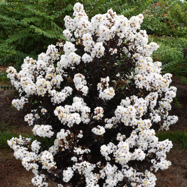 First Editionds Lunar Magic Crape Myrtle Full Bloom