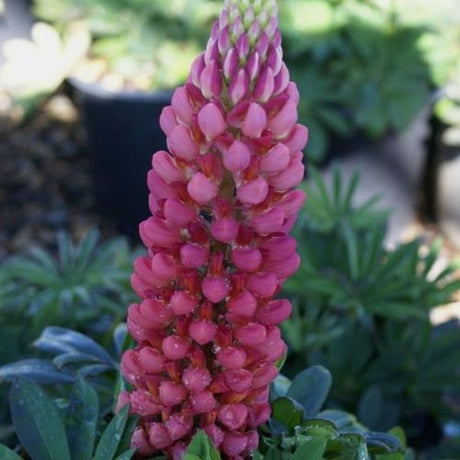 Gallery Red Lupine (Lupinus 'Gallery Red'), a perennial featuring red, white flowers and perennial.