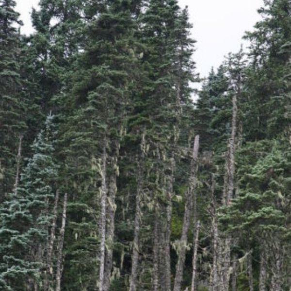 Lutz Spruce Tree - Tree - Nature Hills Nursery - 