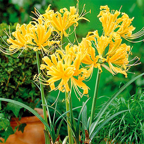 Aurea Lycoris Blooms