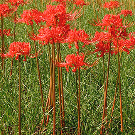 Radiata Lycoris Blooms