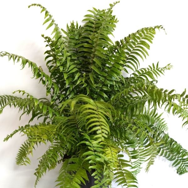 Macho Fern - Houseplant - Nature Hills Nursery - 3 Container - 