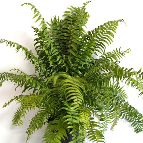 Macho Fern - Houseplant - Nature Hills Nursery - 3 Container - 