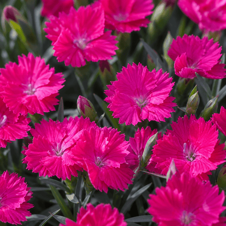 Close-up of Mad Magenta Dianthus flowers with fringed magenta petals and blue-green foliage in natural light.