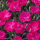Plants Under $30