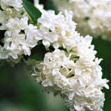 Madame Lemoine Lilac