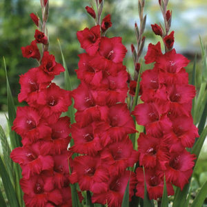 Magenta Gladiolus Blend - Nature Hills Nursery - 25 Pack Bulbs - 