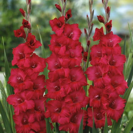Magenta Gladiolus Blend - Nature Hills Nursery - 25 Pack Bulbs - 