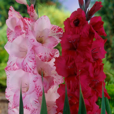 Magenta Gladiolus Blend - Nature Hills Nursery - 25 Pack Bulbs - 