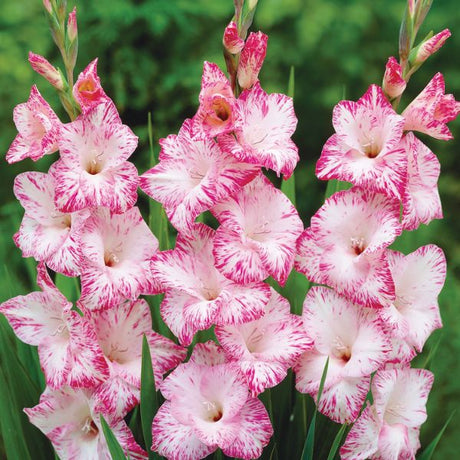 Magenta Gladiolus Blend - Nature Hills Nursery - 25 Pack Bulbs - 