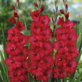 Magenta Gladiolus Blend