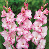 Magenta Gladiolus Blend