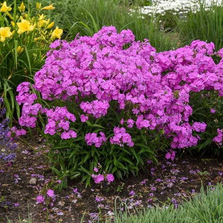 Magenta Pearl Phlox - Nature Hills Nursery - #1 Container - 