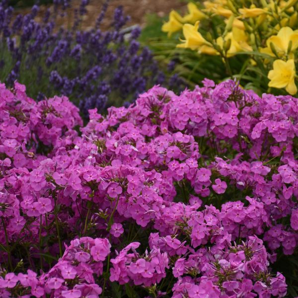 Magenta Pearl Phlox - Nature Hills Nursery - #1 Container - 