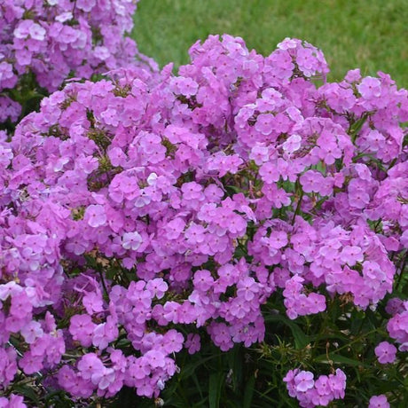 Magenta Pearl Phlox - Nature Hills Nursery - #1 Container - 