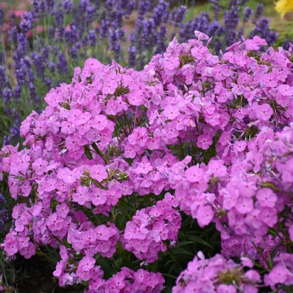 Magenta Pearl Phlox - Nature Hills Nursery - #1 Container - 