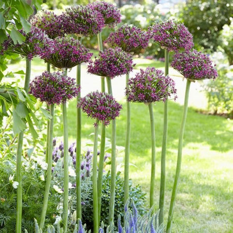 Magic Allium - Nature Hills Nursery - 3 Pack Bulbs - 