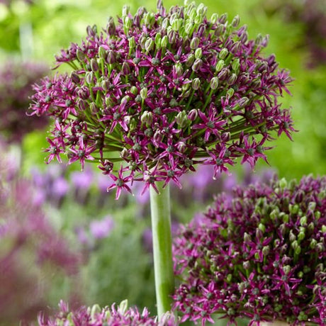 Magic Allium - Nature Hills Nursery - 3 Pack Bulbs - 