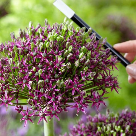 Magic Allium - Nature Hills Nursery - 3 Pack Bulbs - 