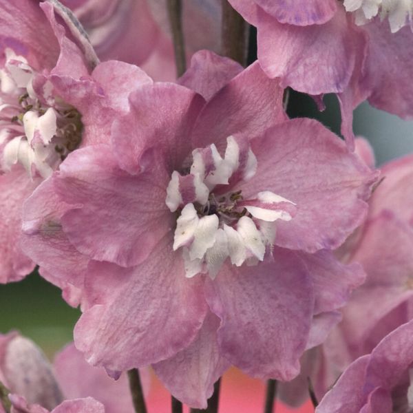 Magic Fountains Cherry Blossom Delphinium