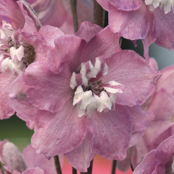 Magic Fountains Cherry Blossom Delphinium - Perennial - Nature Hills Nursery - 1 Container - 
