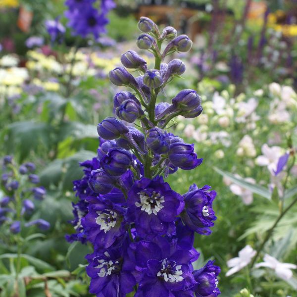 Magic Fountains Dark Blue White Bee Delphinium