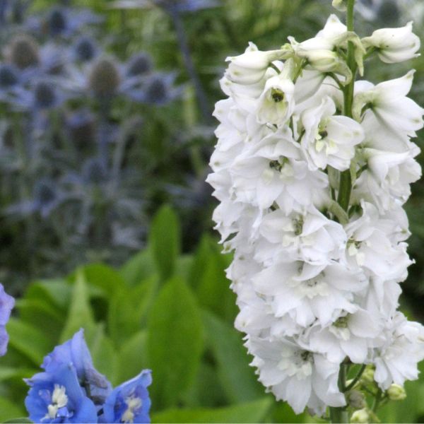 Magic Fountains White Dark Bee Delphinium