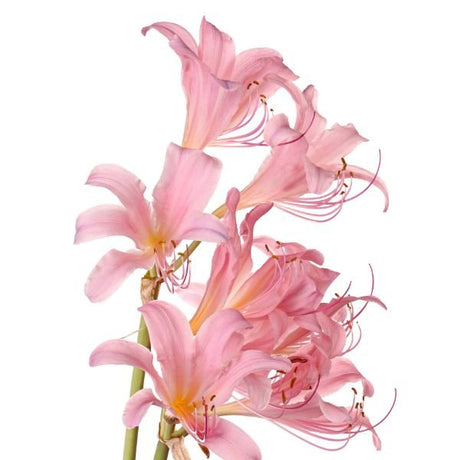 Magic Lily - Nature Hills Nursery - Single Pack - 