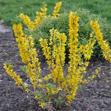 Close-up of yellow forsythia flowers on Magical® Gold Forsythia blooming in early spring.
