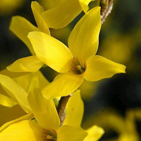 Magical® Gold Forsythia (Forsythia x intermedia 'Kolgold'), a shrub featuring yellow flowers and deciduous.
