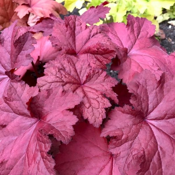 Magma Coral Bells - Nature Hills Nursery - #1 Container - 