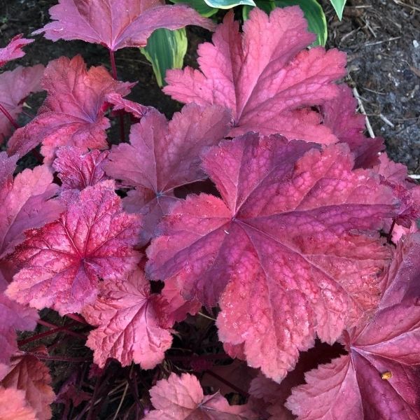 Magma Coral Bells - Nature Hills Nursery - #1 Container - 