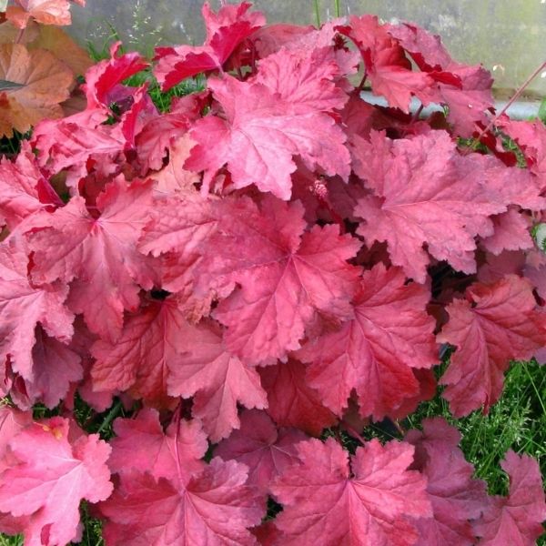 Magma Coral Bells - Nature Hills Nursery - #1 Container - 