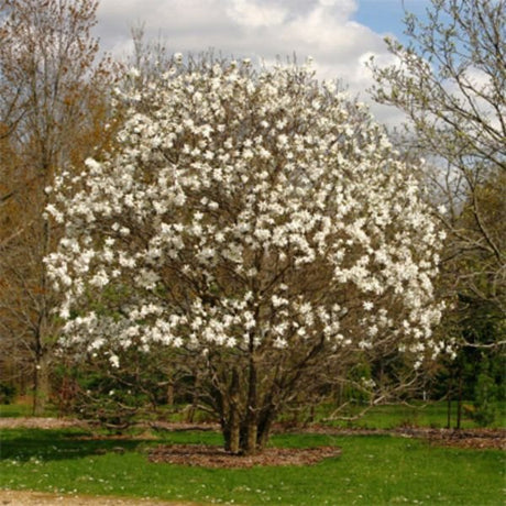Close-up of white magnolia flowers on Royal Star Magnolia Shrub blooming in early spring.