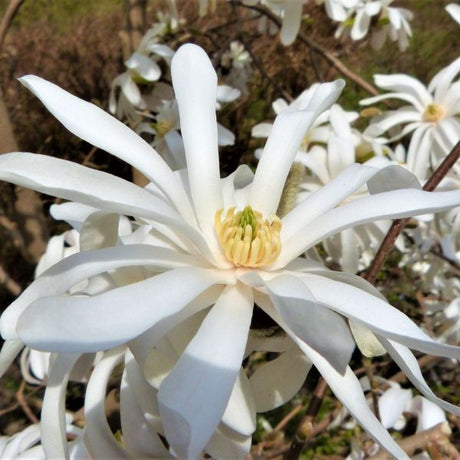 Deciduous foliage of Royal Star Magnolia Shrub (Magnolia stellata 'Royal Star') in a garden setting.