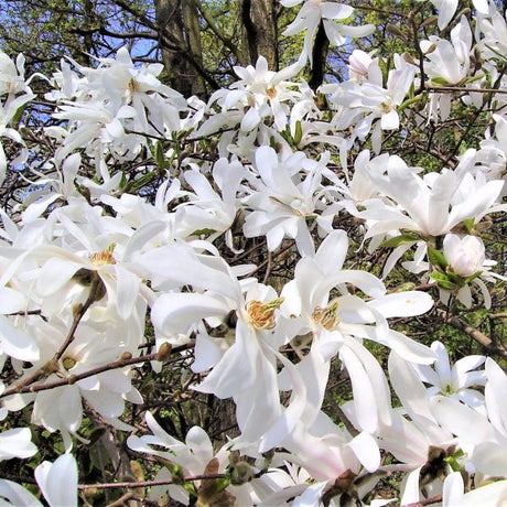Royal Star Magnolia Shrub (Magnolia stellata 'Royal Star'), a shrub featuring white flowers and deciduous.