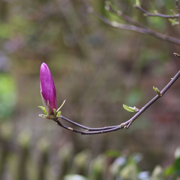 Close-up of purple, pink magnolia flowers on Susan Magnolia blooming in early spring to late spring.