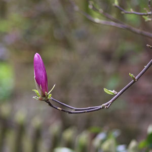 Close-up of purple, pink magnolia flowers on Susan Magnolia blooming in early spring to late spring.