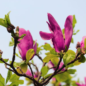 Susan Magnolia (Magnolia x 'Susan'), a shrub featuring purple, pink flowers and deciduous.