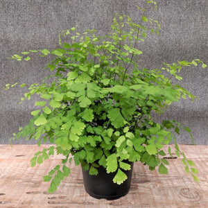 Maidenhair Fern - Nature Hills Nursery - #1 Container - 