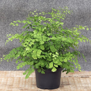 Maidenhair Fern - Nature Hills Nursery - #1 Container - 