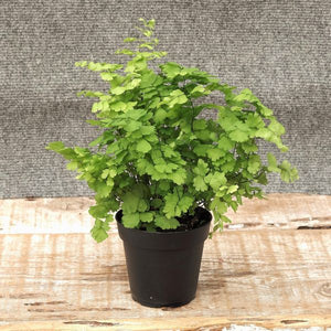 Maidenhair Fern - Nature Hills Nursery - #1 Container - 